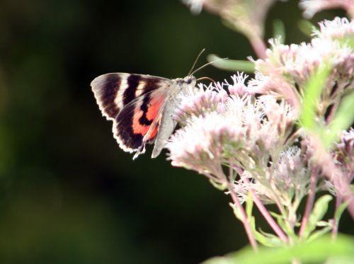 catocala 4 sept 2010 024.jpg