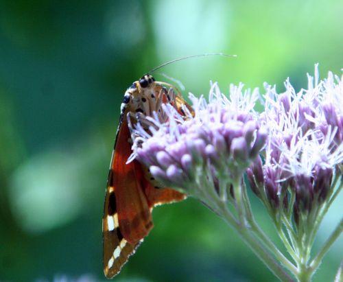 écaille romi 12 août 131.jpg