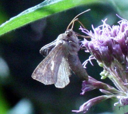 autographa gamma 6 sept 2008 154.jpg