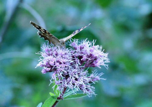 tircis 6 sept 2008 099.jpg