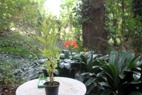 z eupatorium maculatum 25 août 2012 002.jpg