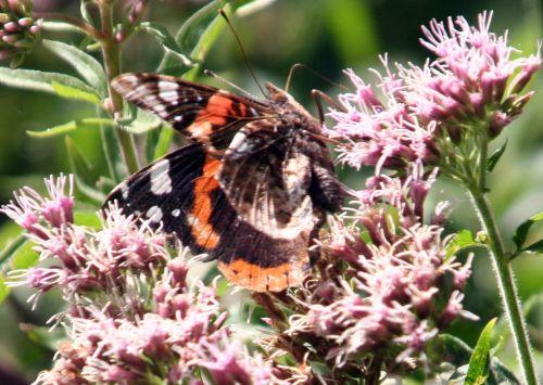 belle dame romi 12 août 019.jpg