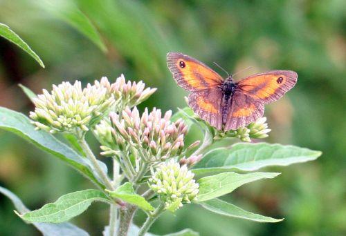 amaryllis sur eupatoire 31 juillet 2008 025.jpg