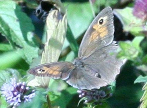 myrtil 27 août 2008 052.jpg