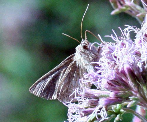 lambda 6 sept 2008 151.jpg