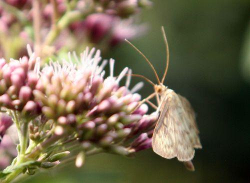 pyrale romi 9 août 124.jpg