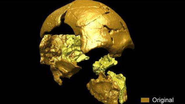 Reconstitution en trois dimensions du crâne de Tam Pa Ling