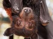 chauves-souris, alliés naturels l'environnement