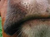 Vachement forts, matons!