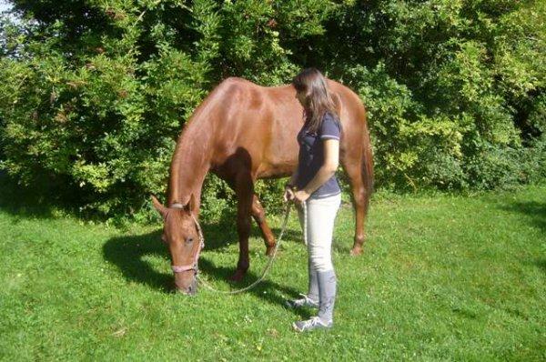 Une tranquille matinée de vacances au Centre équestre de la Ferme des Briques à Auchy-les-Mines (Pas-de-Calais)