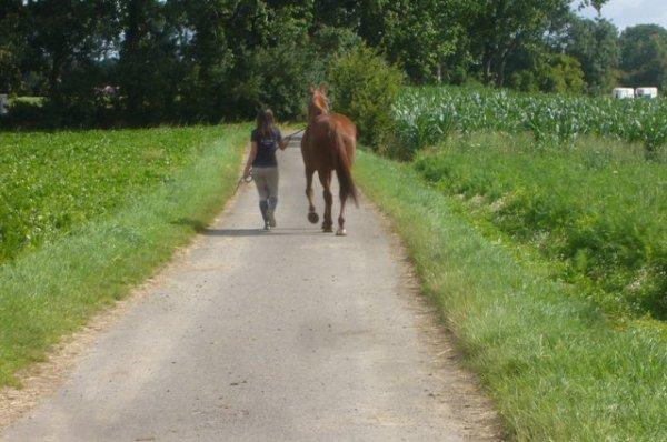 Une tranquille matinée de vacances au Centre équestre de la Ferme des Briques à Auchy-les-Mines (Pas-de-Calais)