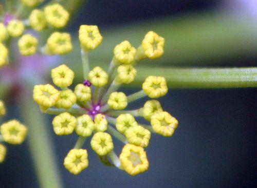 2 pastinaca sativa fleurs romi 27 juil 004.jpg