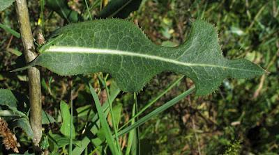 Lactuca serriola, Laitue scariole, Escarole