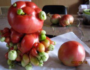 Encore un peu de tomates ??