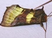 noctuelle beaux éclats métalliques...