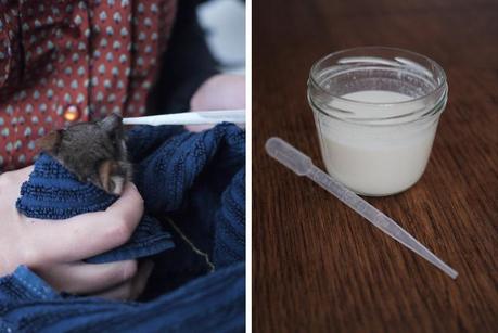 SOS possums en détresse SOS possums en détresse