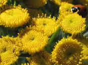 bord chemin (11) Tanaisie, Verveine, Knautie Matricaire