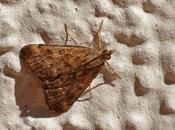 espèce dont chenille nourrit débris végétaux...