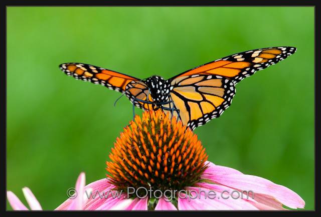 Scène d'été : des papillons