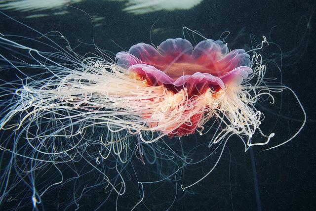 Fenêtre sur le monde sous-marin : les méduses d'Alexander Semenov - Photo