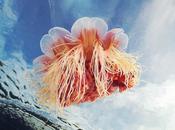 Fenêtre monde sous-marin méduses d'Alexander Semenov Photo