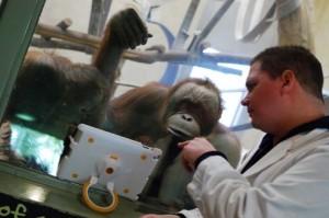 orangs-outans face à un iPad