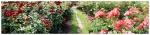 web-pano roses.jpg