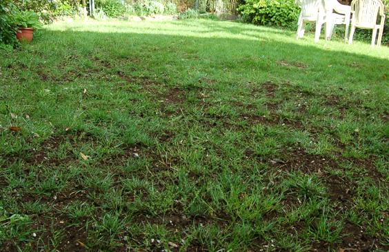 regarnir sa pelouse pour un beau gazon