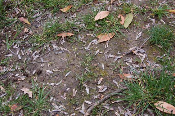 gazon pelouse abîmée