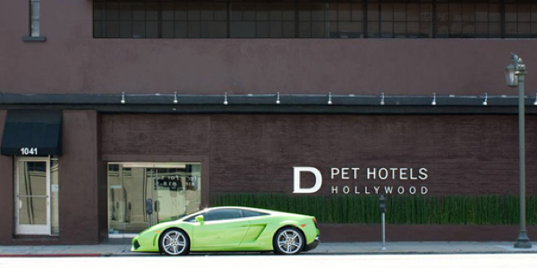 Hôtel de luxe pour chiens ?  Non !