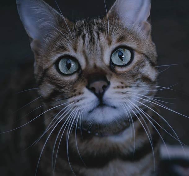 Plus fort que les lolcats