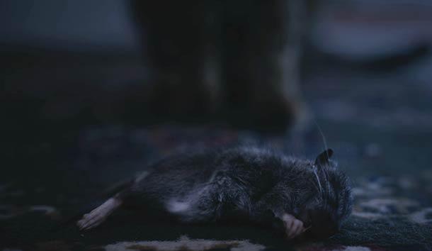 Plus fort que les lolcats