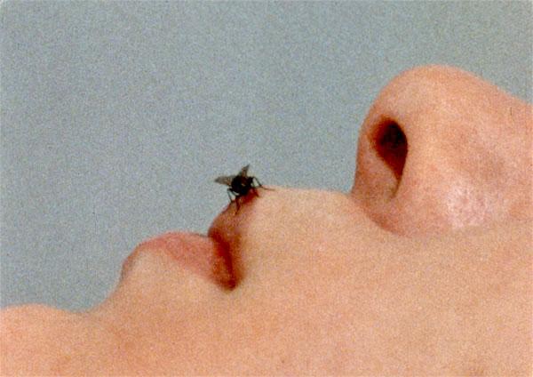 The Fly de Yoko Ono