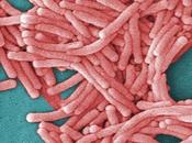 maladie légionnaire perspective