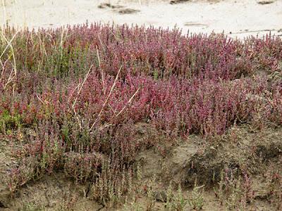 Patchwork de Salicorne dans les mares salées du Saulnois