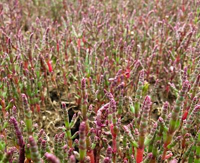 Patchwork de Salicorne dans les mares salées du Saulnois