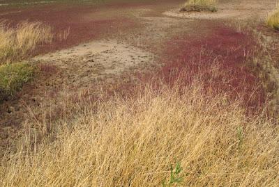 Patchwork de Salicorne dans les mares salées du Saulnois