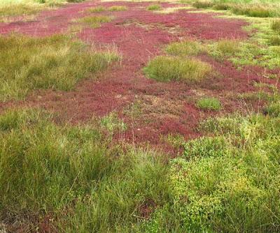 Patchwork de Salicorne dans les mares salées du Saulnois