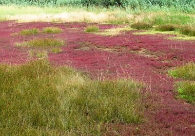 Patchwork de Salicorne dans les mares salées du Saulnois