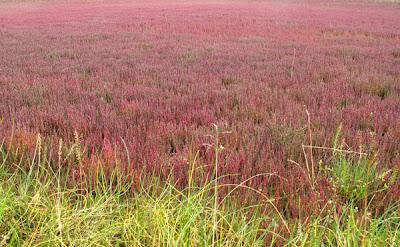 Patchwork de Salicorne dans les mares salées du Saulnois