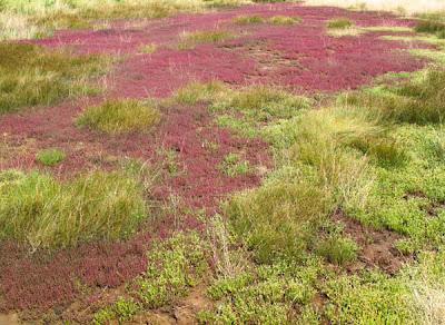 Patchwork de Salicorne dans les mares salées du Saulnois