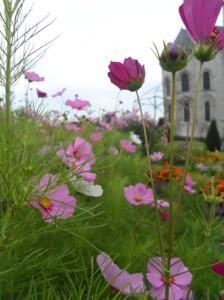 Des cosmos à l'Abbaye de Saint Martin de Boscherville