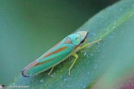 Cicadelle du rhododendron • Graphocephala fennahi