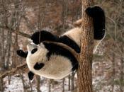 saviez-vous ►Pourquoi pandas urinent tête bas?