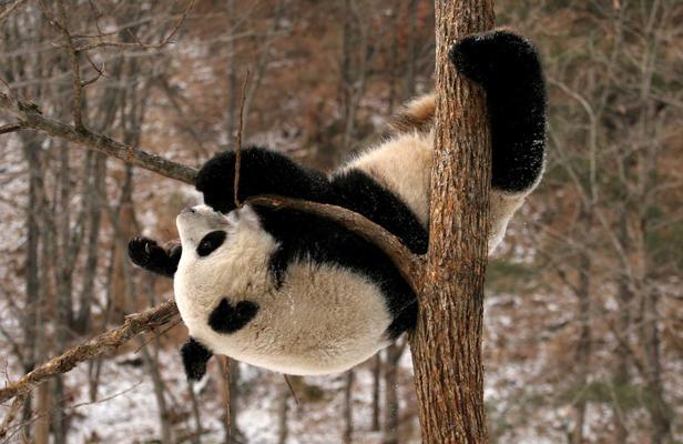 Un panda de la base de Qinling, en Chine.