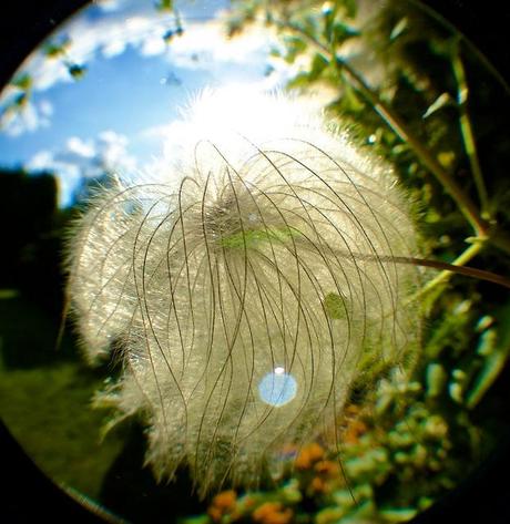 anteketborka.blogspot.com, macro_fleur11