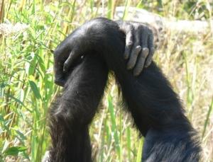 ANTHROPOLOGIE: La poignée de main, une tradition sociale déjà chez le chimpanzé  – Proceedings of the Royal Society B
