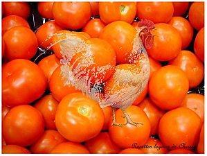 tomates-t8521