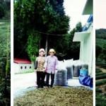 Envoyez du thé sous forme de carte postale avec Postcard Tea à Londres !