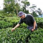 Envoyez du thé sous forme de carte postale avec Postcard Tea à Londres !